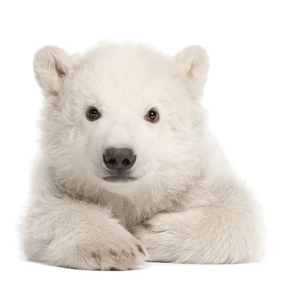 Dekorace na zeď DEKORNIK- lední medvídek