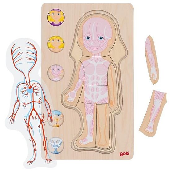 Vrstevné puzzle dívka - lidské tělo zevnitř